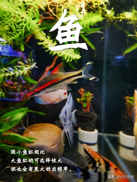 魚缸 魚數量|魚缸養多少魚合適，這個公式告訴你，再也不用請教別。